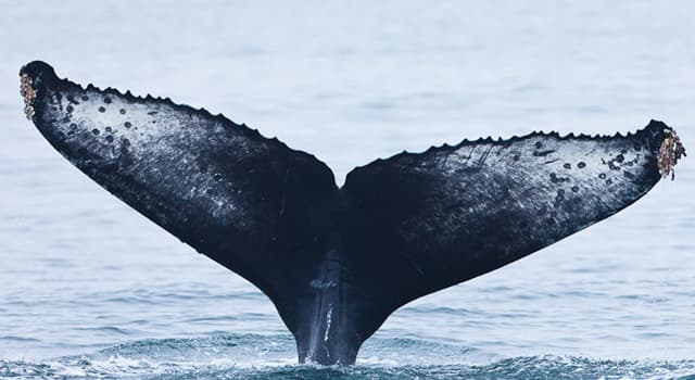 natura Pytanie-Ciekawostka: Skóra którego wieloryba jest zwykle pomarszczona?
