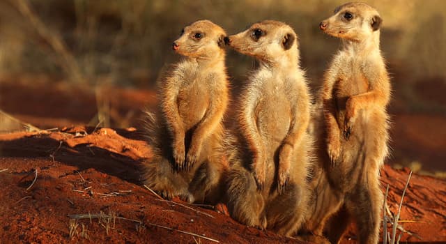 Nature Trivia Question: The Meerkat is native to which continent?