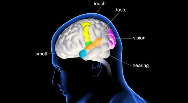 科學 小問題：嗅神經涉及的是身體的哪一種感覺?