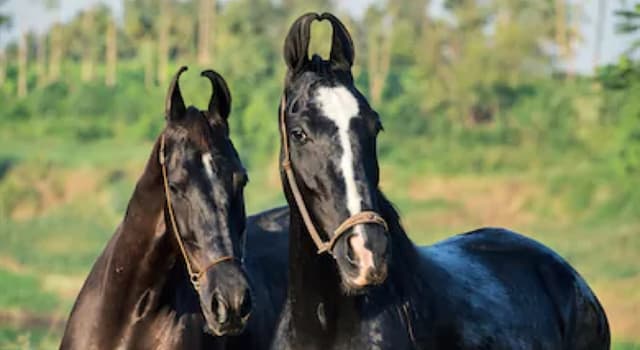 Natuur Trivia Vraag: Uit welk land komt het 'Marwari'-paard?