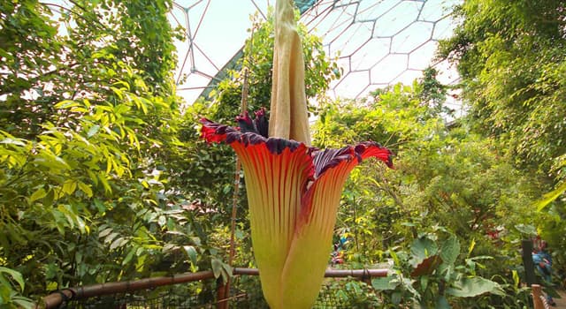 Natuur Trivia Vraag: Waar is de "Amorphophallus titanum", of Reuzenaronskelk, bekend om?