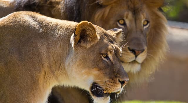 Natuur Trivia Vraag: Waar leven leeuwen het liefst?