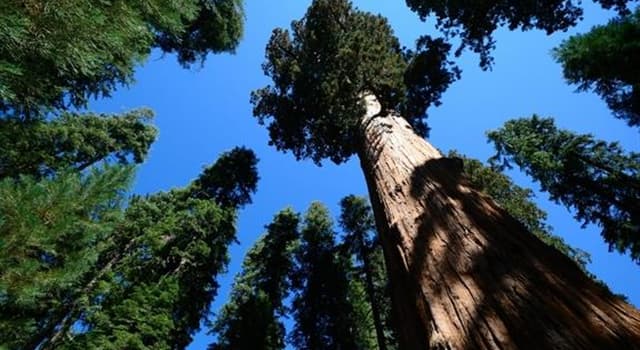 Natuur Trivia Vraag: Waar staat de hoogste boom ter wereld?