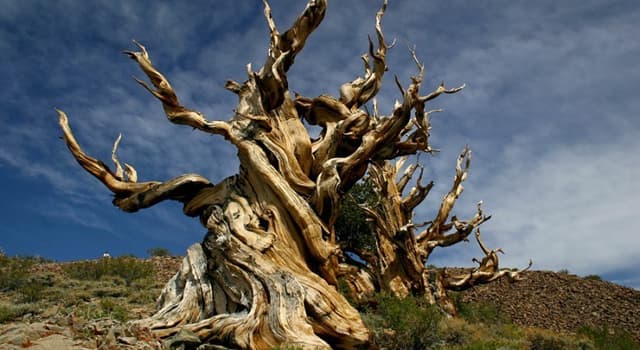 Natuur Trivia Vraag: Waar staat de oudste boom ter wereld?