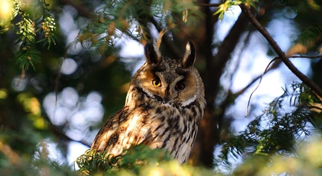 Natuur Trivia Vraag: Waarmee bouwen uilen hun nesten?