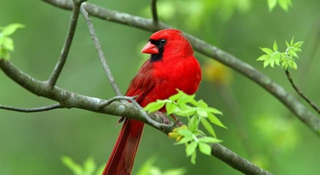 Natuur Trivia Vraag: Waarom vliegt een kardinaal herhaaldelijk tegen het raam?