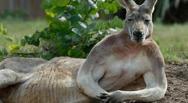 Natuur Trivia Vraag: Wat eten kangoeroes?