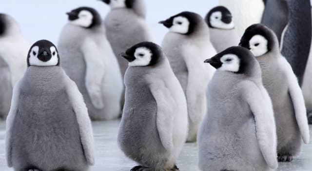 Natuur Trivia Vraag: Wat is de grootste en zwaarste pinguïn?