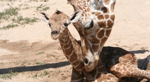 Natuur Trivia Vraag: Wat is ongeveer de lengte van de tong van een giraffe?