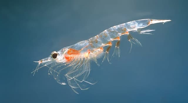 Natuur Trivia Vraag: Wat voor gedierte is krill?