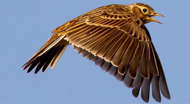 Cultuur Trivia Vraag: Wat was volgens de Bijbel de eerste vogel die Noach na de overstroming had vrijgelaten?