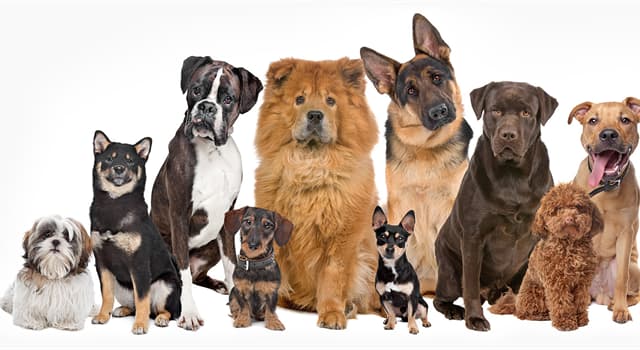Natur Wissensfrage: Welche davon ist die kleinste Hunderasse?