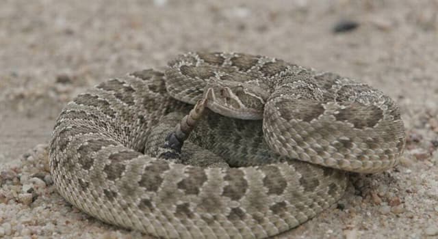 Natur Wissensfrage: Welche Schlange ahmt eine Klapperschlange nach, wenn sie sich bedroht fühlt?