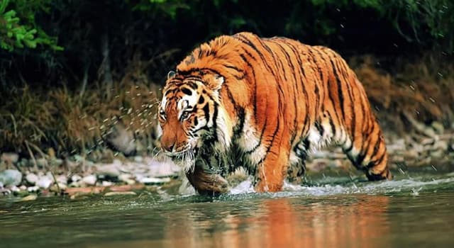 Natur Wissensfrage: Welcher dieser Tiger ist die größte lebende Katze der Welt?