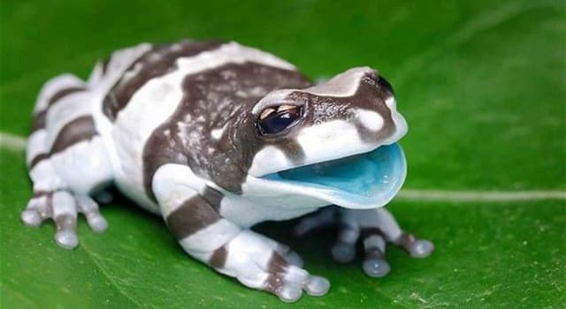 Natuur Trivia Vraag: Welk dier staat op de foto afgebeeld?