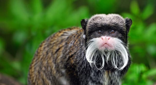 Natuur Trivia Vraag: Welk dier staat op deze foto?