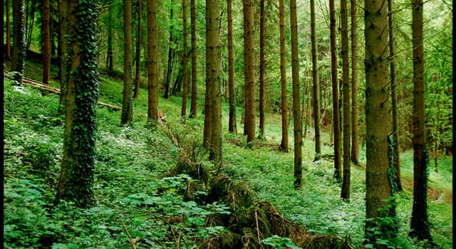 Natuur Trivia Vraag: Welk type bos wordt nevelwoud genoemd?