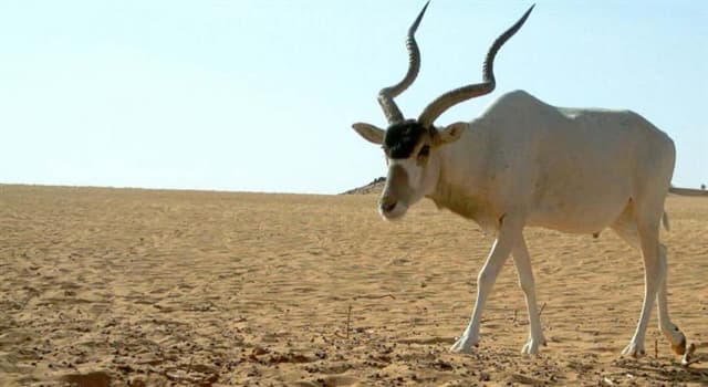 Natuur Trivia Vraag: Welke van deze is een spiraal-gehoornde antilope?