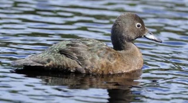 Natuur Trivia Vraag: Welke van deze landen heeft de meeste soorten niet-vliegende vogels?