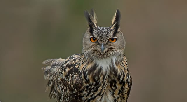 Natuur Trivia Vraag: Welke van deze uilen heeft opvallende oorpluimen?