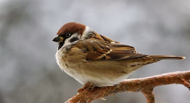 Natuur Trivia Vraag: Welke vogel hoor je niet aankomen?