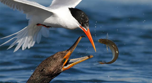 Natuur Trivia Vraag: Welke vogel gebruikt zijn vleugels om een paraplu te vormen tijdens het vissen?