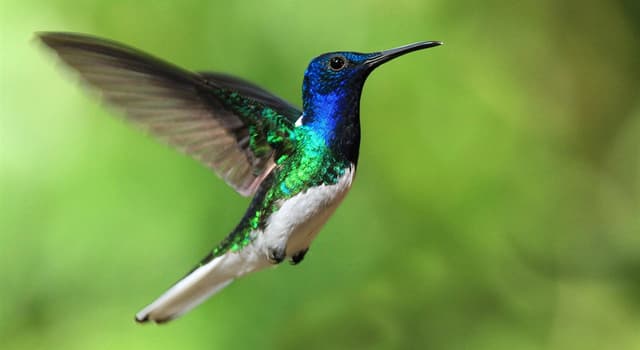 Natuur Trivia Vraag: Welke vogel staat er op de foto?