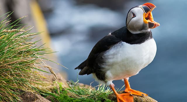 Natuur Trivia Vraag: Welke vogelsoort is hier afgebeeld?