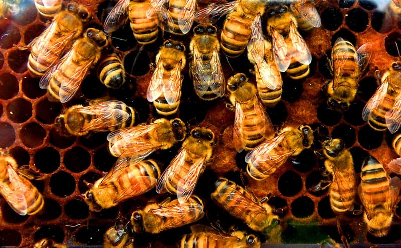 natura Pytanie-Ciekawostka: Jak nazywają się samce pszczół miodnych?