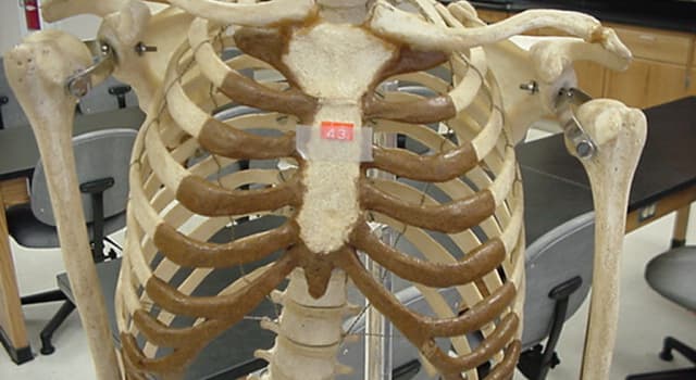 Science Trivia Question: What human long bone serves as a 'strut' between the shoulder blade and the breastbone?
