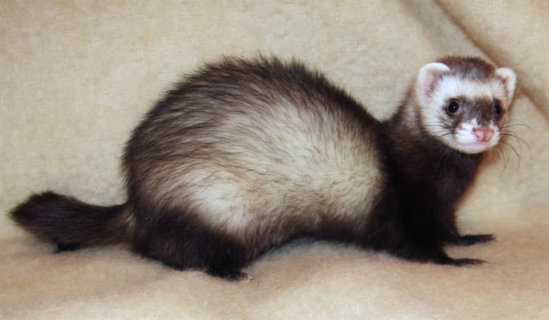Nature Trivia Question: What is a group of ferrets called?