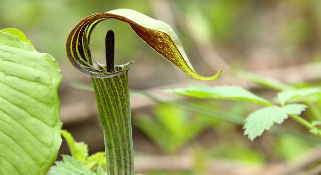 自然 小问题：这种植物叫什么？