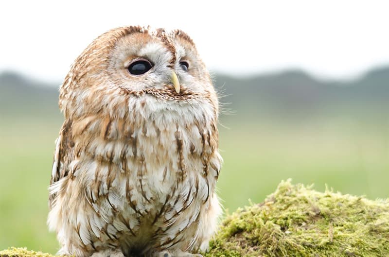Culture Trivia Question: What is the name of Tawny Owl's mate in the book series, "The Animals of Farthing Wood" by Colin Dann?