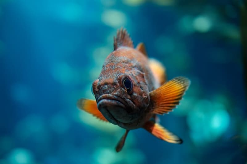 Naturaleza Pregunta Trivia: ¿Cuál es el pez más pequeño del mundo?