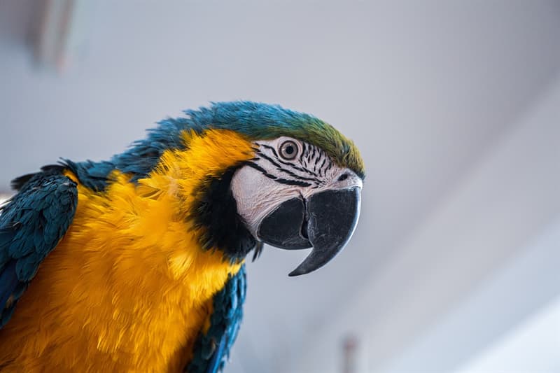 Nature Trivia Question: What parrot has the best speaking ability?