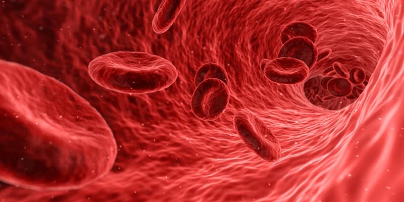 Science Trivia Question: What percent of the human body's iron is found in the red blood cells called hemoglobin and in muscle cells called myoglobin?