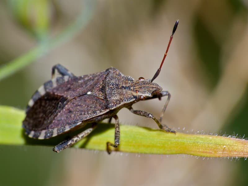 Nature Trivia Question: What's the difference between a bug and a beetle?