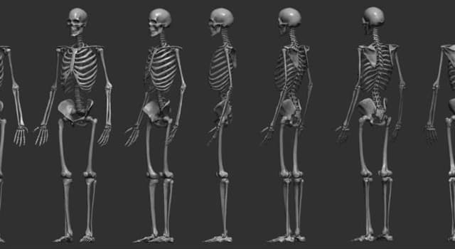 科学 小问题：哪种类型的人体骨骼可以是真的、游离的或是假的？