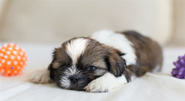 Nature Trivia Question: Which country does the Shih Tzu dog come from?