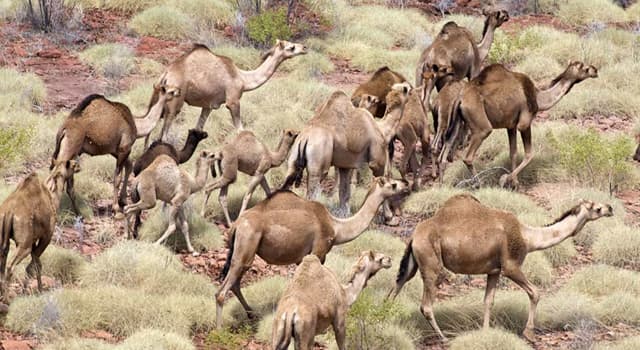 Nature Trivia Question: Which country has the highest amount of feral (wild animal descended from domesticated) camels?