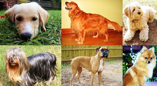 Society Trivia Question: Which dog breed has attacked the most humans in America between 2005 - 2017?