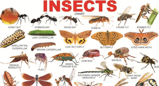 Nature Trivia Question: Which insect's venom is believed to be the most toxic insect venom in the world?