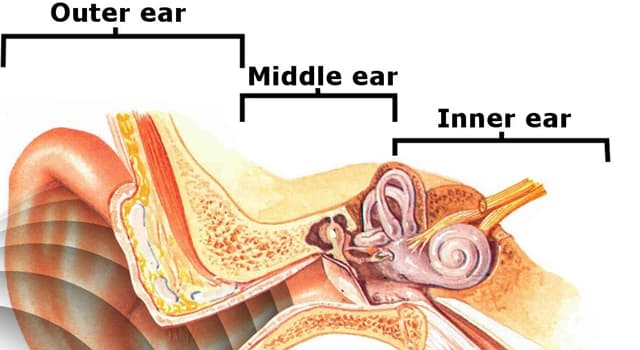 Science Trivia Question: Which is an opening that leads from the middle ear to the vestibule of the inner ear?