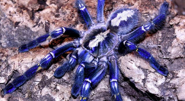 Nature Trivia Question: Which species of tarantula is in the picture?