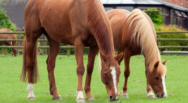 Wissenschaft Wissensfrage: Wie wird die Größe eines Pferdes traditionell gemessen?