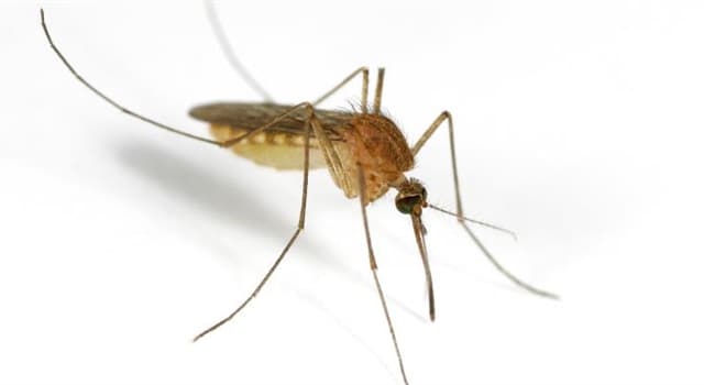 natura Pytanie-Ciekawostka: Za pomocą czego komary potrafią znaleźć swoją "ofiarę"?