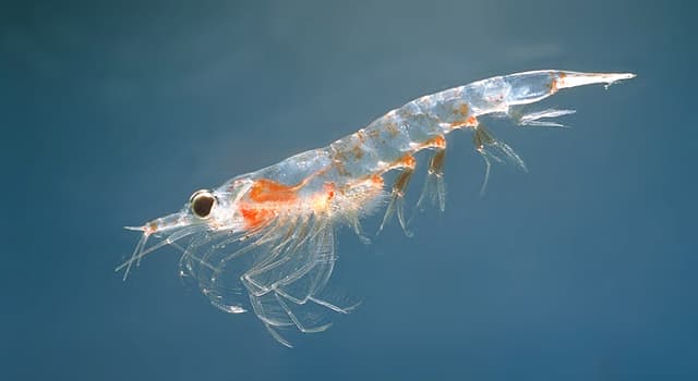 Natur Wissensfrage: Zu welcher dieser Gruppen kann man einen Krill einordnen?