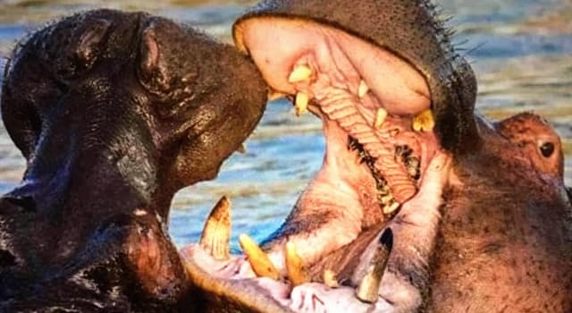 Natura Domande: A che velocità può correre un ippopotamo?
