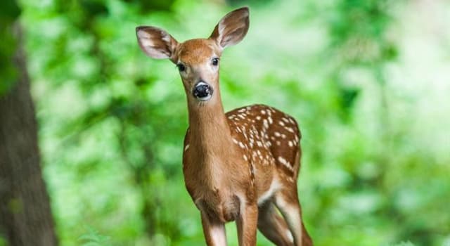 Natuur Trivia Vraag: Anders dan andere herten door zijn handvormig gewei, wat is het grootste bestaande hert?