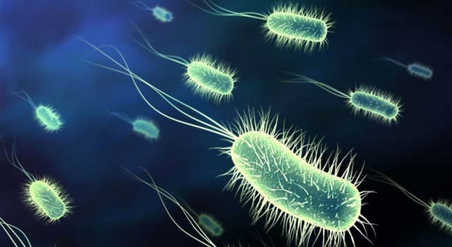 Природа Вопрос: Что отсутствует у прокариот?